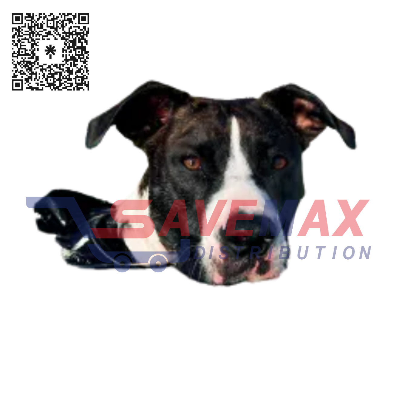 S01552 CLEAR WATER DOG - Image 1